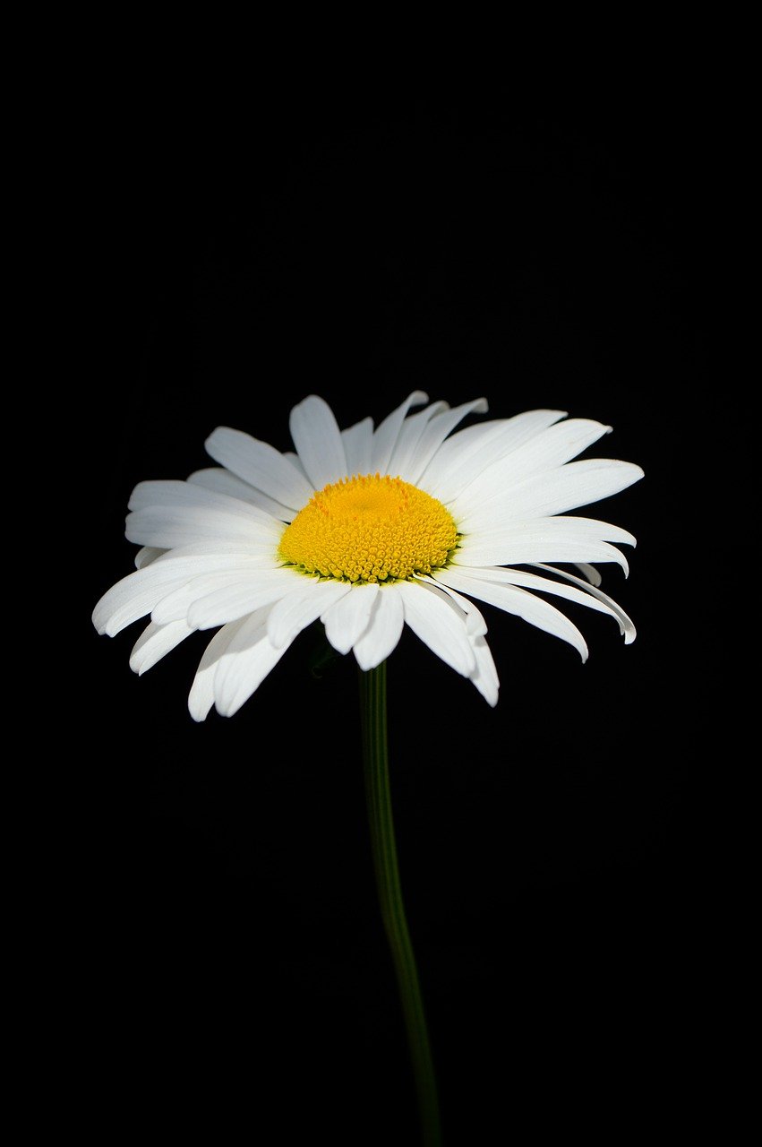 flower, daisy, petals-7243916.jpg