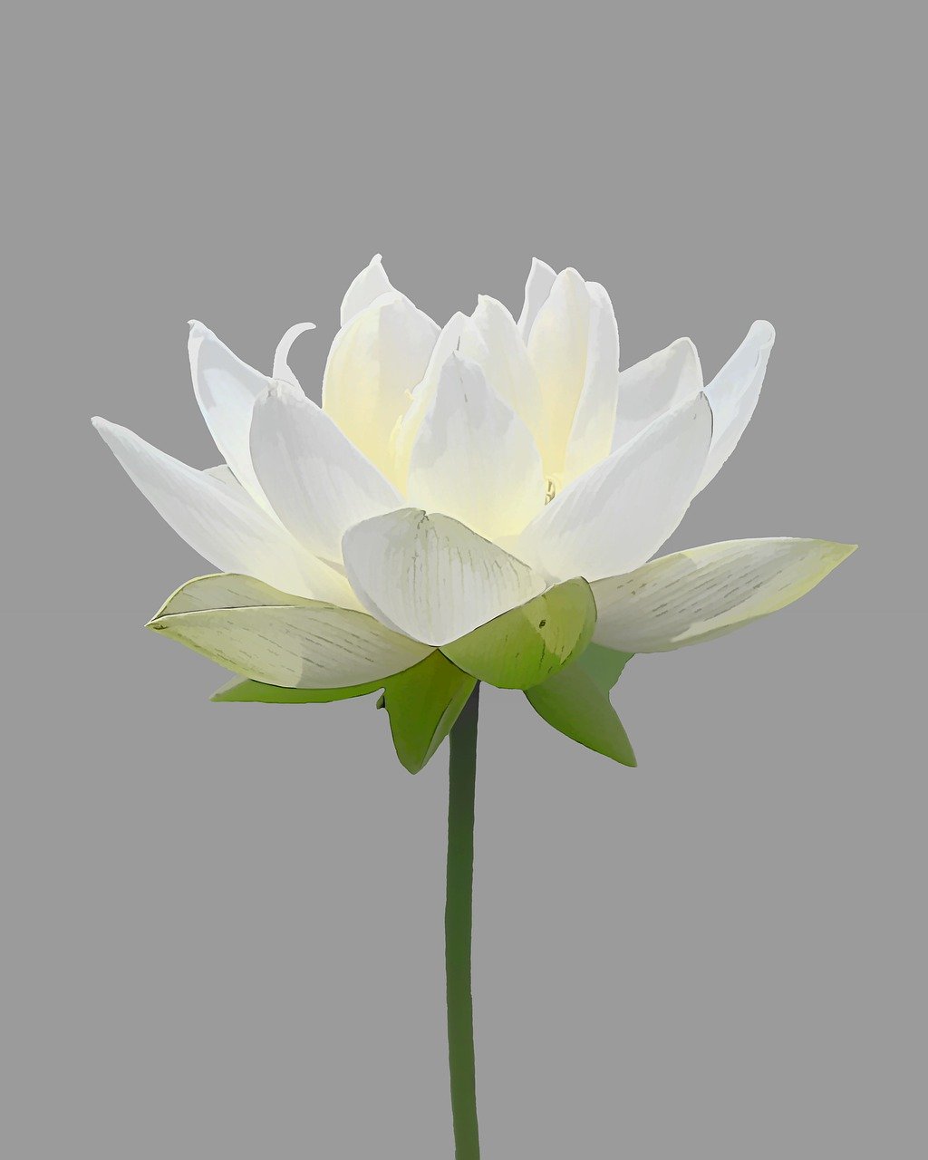 flower, lotus, plant-5390711.jpg