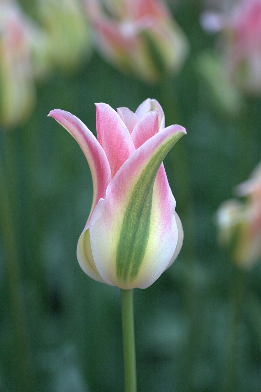 tulip, white, pink-4487002.jpg